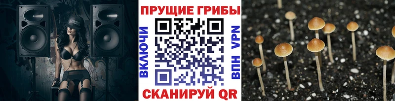 гидра маркетплейс  купить наркотики сайты  Сасово  Галлюциногенные грибы мухоморы 